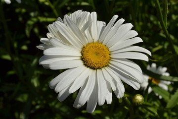 Fototapeta premium margriet in bloei in de stadstuin