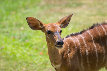 Image of deer on nature background. Wild Animals.