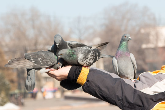gray pigeon on a hand