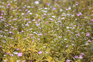 Fototapeta premium Tropical flower gardens are blooming.