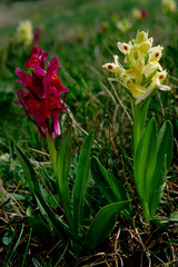 orchidea sambucina dactylorhiza 