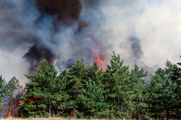 Forest fire. Using firebreak for stoping wildfire
