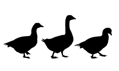 Set of realistic vector illustrations of geese and ducks, isolated on background
