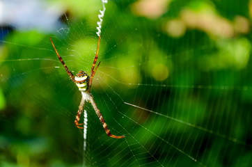 Colorful spider on a web waiting for its prey