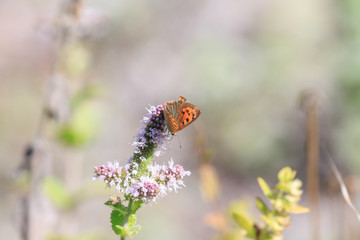 orange butterfly on mint flower