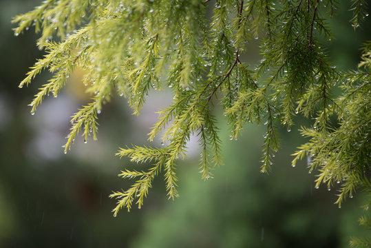 Green pine leaves with water drop