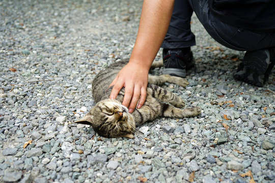 36 Best 猫 野良猫 かわいい 人懐っこい Images Stock Photos Vectors Adobe Stock 36 Best 猫 野良猫 かわいい 人懐っこい Images Stock Photos Vectors Adobe Stock