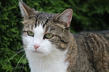 Hauskatze von vorn