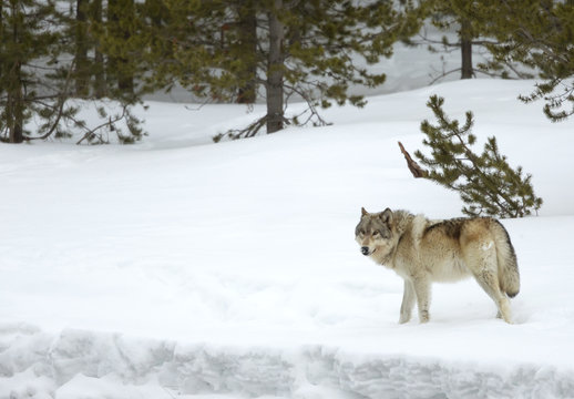 Wolf (Canis lupus) walking in snow. Yellowstone National Park, USA. February