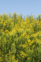 Obraz premium Gelbe Blumen Kanadische Goldrute