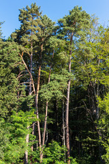 Pine tree forest in the morning with warm sunlight at the summer