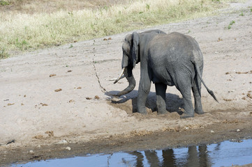 Young elephant playing on sandy river bed, digging for cool water with mud flying in the air, with back to camera. Tarangire National Park. Tanzania, Africa