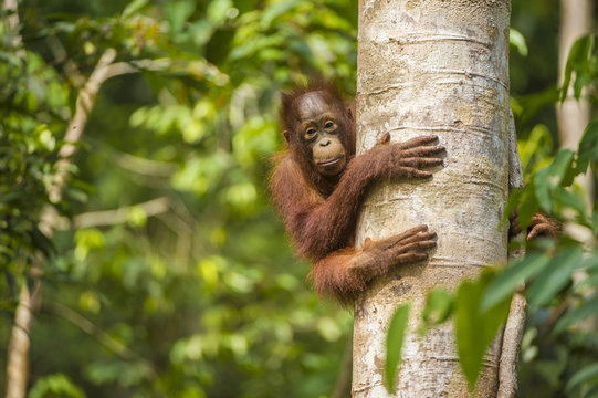 Young Bornean orangutan (Pongo pygmaeus) in tree. Tanjung Puting National Park, Borneo-Kalimatan, Indonesia. Endangered species.