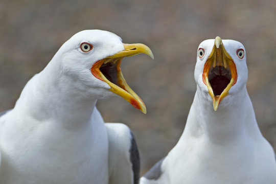 Close up of gull with beak open