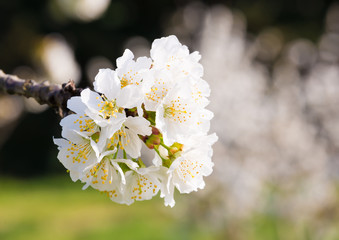 Tree branches with White spring flowers