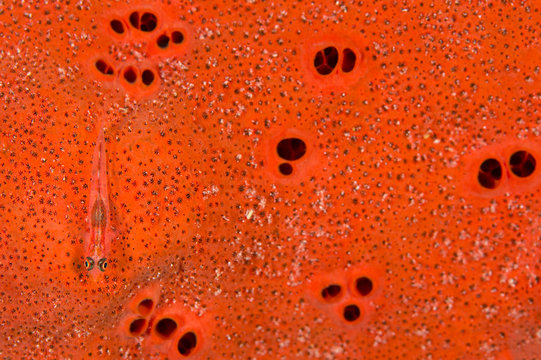Common ghost goby (Pleurosicya mossambica) on orange sponge. Aqaba, Jordan. Gulf of Aqaba, Red Sea.