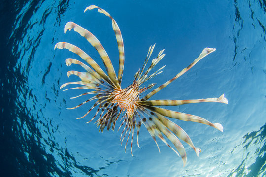 Low angle view of lionfish in sea