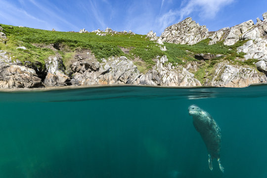 Split level image of young grey seal (Halichoerus grypus) hanging beneath surface close to shore. Lundy Island, Devon, England, United Kingdom. British Isles. Bristol Channel. North East Altantic Ocean.