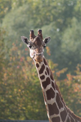 Obraz premium Giraffe