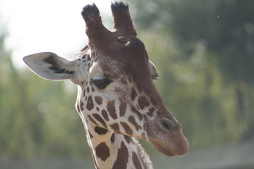 Giraffe