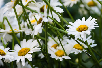 Fototapeta premium Daisies