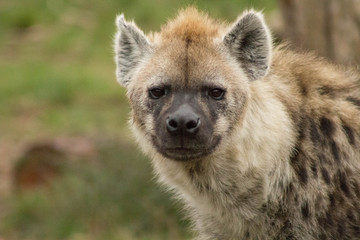 Hyena