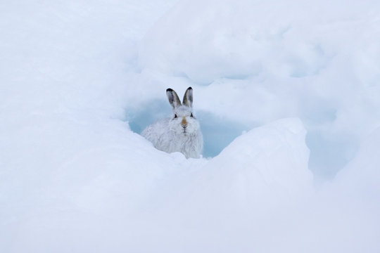 Mountain hare (Lepus timidus) in snow cave, Scotland, UK, December.
