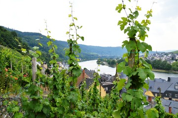 Blick auf die Mosel