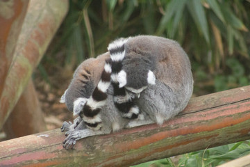 Lemurs Cuddling