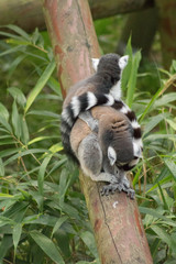 Lemur
