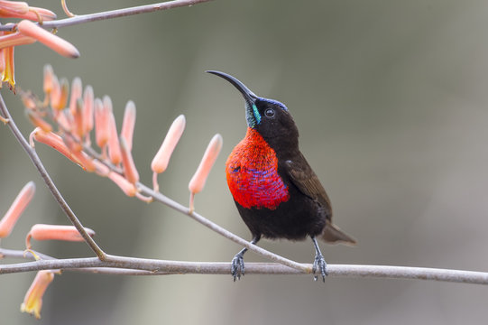 Close up of scarlet chested sunbird perched on twig