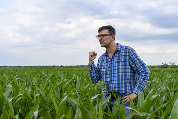 A man looks at the genus of corn in the field