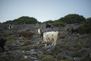 Obraz premium Mountain Goat on Greek Island. On Scrub