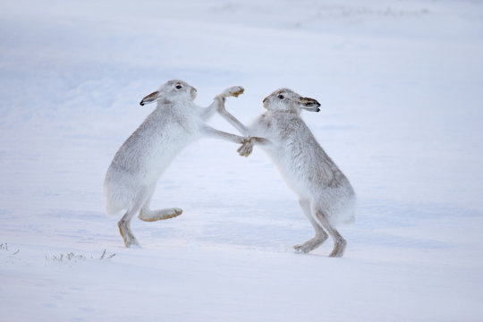 Mountain hares (Lepus timidus) boxing in snow, Scotland, UK, December.