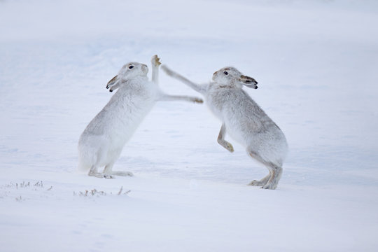 Mountain hares (Lepus timidus) boxing in snow, Scotland, UK, December.