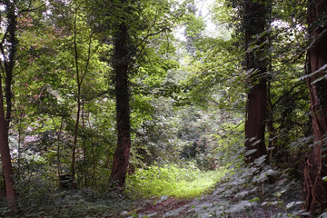 Obraz premium kleine Lichtung im Wald