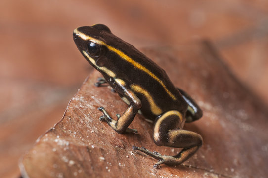 Yellow-striped Poison Dart Frog (Dendrobates truncatus) in leaf litter on forest floor, Paujil Nature Reserve, Magdalena Valley, Colombia, South America.