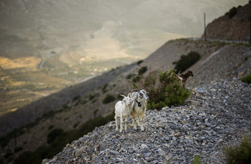 Obraz premium Mountain Goat and Kid on Greek Island. On Steep Slope