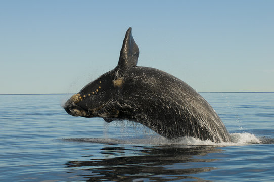 Southern right whale breaching in sea