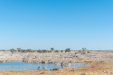 Fototapeta na wymiar Burchells zebras drinking water at a waterhole in Northern Namibia
