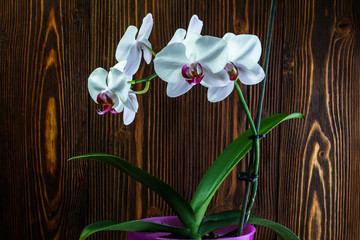 Orchid with large white flowers on the background of an old wooden wall
