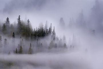 Early morning mist over coastal coniferous forest. Near Khutze Inlet, Great Bear Rainforest, British Columbia, Canada, October 2013.