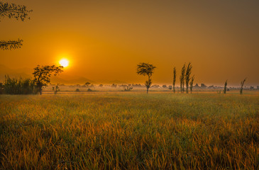 sunrise over a rise field peru