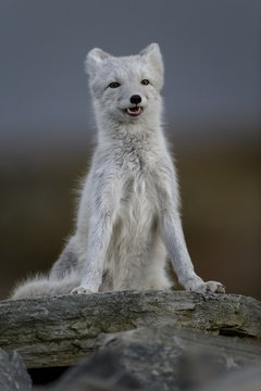 Arctic fox sitting on wooden log