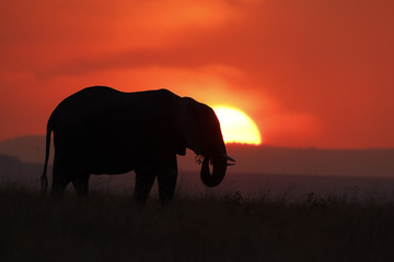 African Elephant (Loxodonta africana) silhouetted against setting sun. Maasai Mara, Kenya, Africa, August.  Endangered species.