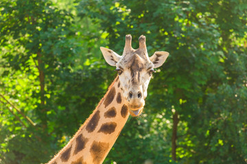 Close-up of a giraffe in front of some green trees. With space for text.