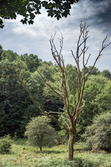 der tote Baum