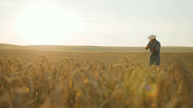 Seniour male farmer checking wheat quality in hands in the golden field at the his farm.