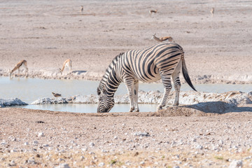 Fototapeta na wymiar Burchells zebra, Equus quagga burchellii, drinking water at a waterhole