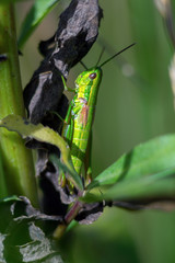 grasshopper sits on the stem of the plant